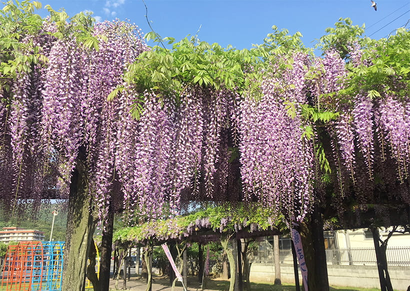 渋川公園に咲く藤の花
